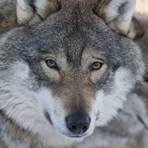 RF- Head portrait of a European grey wolf (Canis lupus), with a second in the background