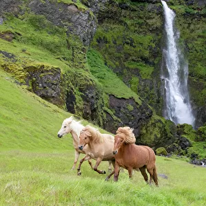 RF - Icelandic horses, three running through grassland, waterfall in background. Southern Iceland. June 2018. (This image may be licensed either as rights managed or royalty free.)