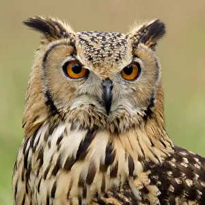 Owls Mouse Mat Collection: Rock Eagle Owl