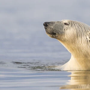 RF-Polar bear (Ursus maritimus) swimming in Beaufort Sea, portrait