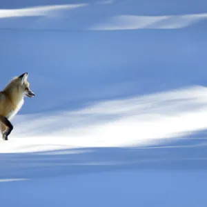 RF - Red fox (Vulpes vulpes) in dappled light on snow, Yellowstone National Park, USA