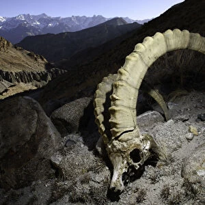 RF - Skull of a male Himalayan ibex (Capra sibirica) (killed by a snow leopard) lying