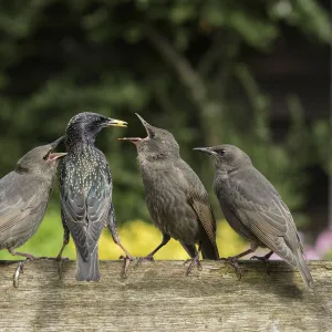 RF - Starling (Sturnus vulgaris) feeding fledgling chicks in urban garden. Greater Manchester, UK