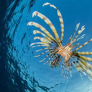 RF - Young lionfish (Pterois volitans) swimming near surface hunting silversides, at dusk