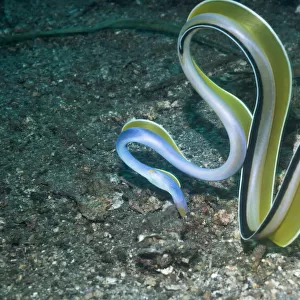 R Pillow Collection: Ribbon Eel