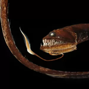Ribbon sawtail fish (Idiacanthus fasciola) from Atlantic Ocean, at a depth of 800-1000m