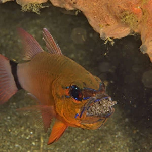 Ring-tailed / Golden cardinalfish (Ostorhinchus aureus) male incubating its eggs in its mouth
