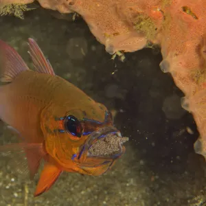 Ring-tailed / Golden cardinalfish (Ostorhinchus aureus) male incubating its eggs in its mouth