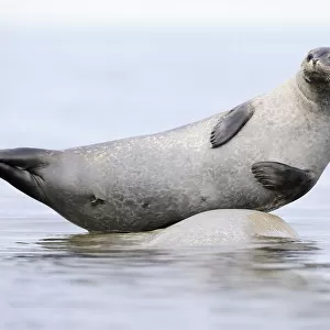 Phocidae Gallery: Ringed Seal