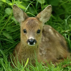 Roe deer fawn resting portrait {3-weeks-old} {Capreolus capreolus} Grampian, Scotland, UK