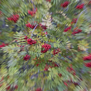 Rowan (Corbus aucuparia) and Ash trees (Fraxinus excelsior) in fruit, blurred by zoom effect