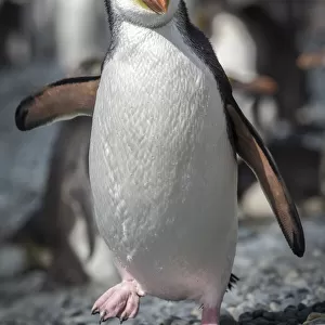 Penguins Collection: Royal Penguin