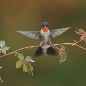 Ruby-throated hummingbird (Archilochus colubris) male landing on Virginia creeper (Parthenocissus quinquefolia). Hill Country, Texas, USA