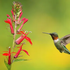 Ruby-throated Hummingbird (Archilocus colubris), male flying in to feed from cardinal flowers (Lobelia cardinalis) New York, USA. August