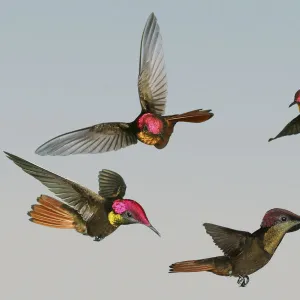 Ruby-topaz Hummingbird (Chrysolampis mosquitus) male flying demonstrating how brilliant