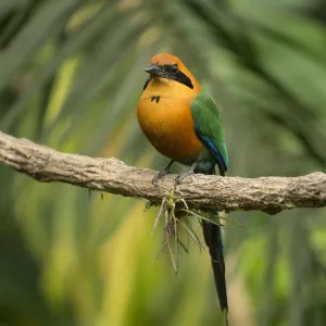 Rufous motmot (Baryphthengus martii) perched on branch. Rancho Naturalista, Cartago