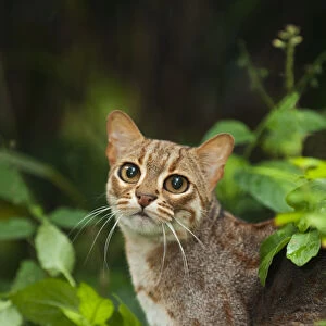 Cats (Wild) Gallery: Rusty-spotted Cat