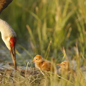 Sandhill crane ( Grus canadensis) with two newly hatched chicks on a nest in a flooded pasture