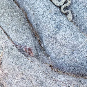 Santa Catalina Island rattlesnake (Crotalus catalinensis), only rattlesnake without rattle, slithering in rock. Santa Catalina Island, Loreto Bay National Park, Sea of Cortez, Mexico. May