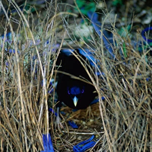 Satin bowerbird male at bower decorated with blue objects to attract mate, Lamington NP