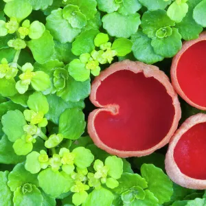 Scarlet elf cup fungi (Sarcoscypha coccinea), Uplyme, Devon, England, UK