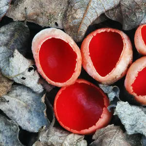 Scarlet elf cup fungus (Sarcoscypha coccinea) growing on decaying alder branch in leaf litter