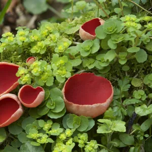 Scarlet elf cup fungus (Sarcoscypha coccinea) amongst Opposite-leaved golden-saxifrage