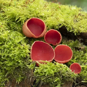 Scarlet elf cup fungus (Sarcoscypha coccinea) Clare Glen, Tandragee, County Armagh