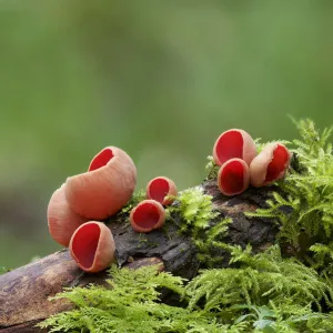 Scarlet elf cup (Sarcoscypha coccinea) in spring, Northern Ireland