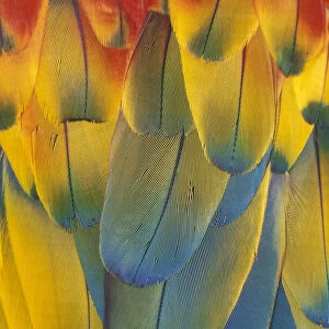 Scarlet Macaw feathers close up {Ara macao} Native South Mexico to Amazonia (Brazil)