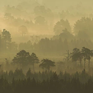 Scots Pine forest on misty autumn morning, Rothiemurchus Forest, Cairngorms National Park