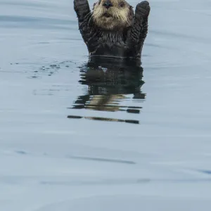 Sea otter (Enhydra Lutris) with forelegs raised, Sitka Sound, Alaska, USA, August