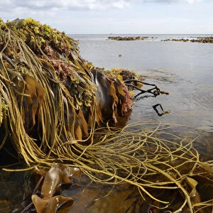 Seaweeds including Thongweed / Sea thong (Himanthalia elongata), Tangleweed kelp