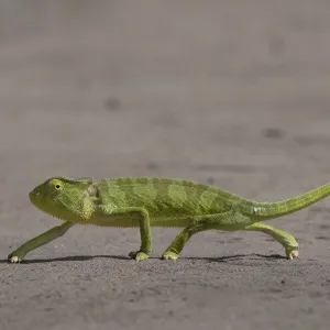 Senegal chameleon (Chamaeleo senegalensis) walking over flat ground, Allahein river, The Gambia