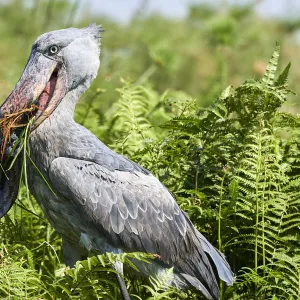 Shoebill stork (Balaeniceps rex) female feeding on a Spotted African lungfish (Protopterus