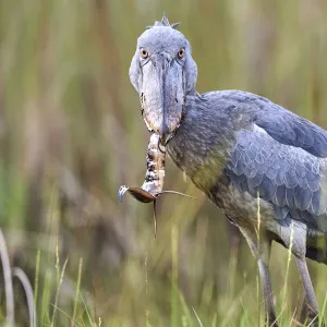 Shoebill stork (Balaeniceps rex) feeding on a Spotted African lungfish (Protopterus