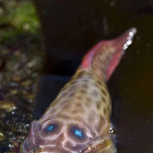 Shore Clingfish (Lepadogaster lepadogaster). Channel Islands, UK, April