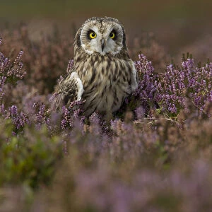 Short eared owl (Asio flammeus) portrait in purple heather, England, UK, October