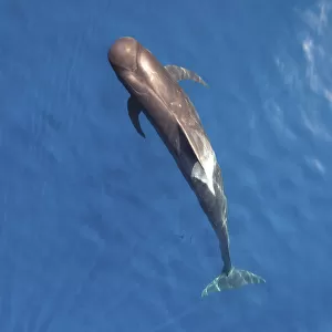 Short-finned pilot whale (Globicephala macrorhynchus) aerial view, Baja California
