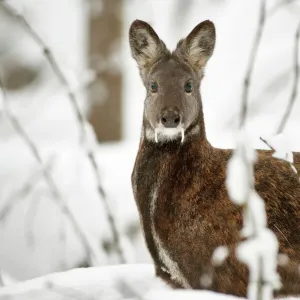 Siberian musk deer (Moschus moschiferus) male in snow, Irkutsk, Russia. January