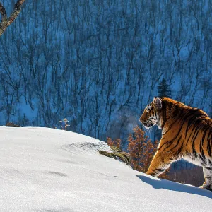 Siberian tiger (Panthera tigris altaica) walking on snowy slope with forest behind, Land of the Leopard National Park, Russian Far East. Endangered. Taken with remote camera. December