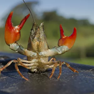 Crustaceans Collection: Signal Crayfish