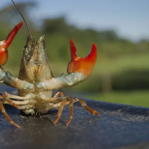 Crustaceans Poster Print Collection: Signal Crayfish