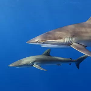 Silky shark (Carcharhinus falciformis), Jardines de la Reina / Gardens of the Queen National Park