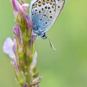 Silver-studded Blue