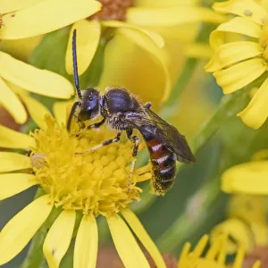 Slender mining / Common furrow bee (Lasioglossum calceatum) feeding on ragwort Brockley