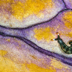 Slender sapsucking slug (Thuridilla gracilis) on surface of Royal seasquirt
