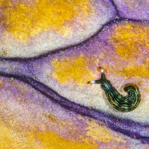 Slender sapsucking slug (Thuridilla gracilis) on surface of Royal seasquirt