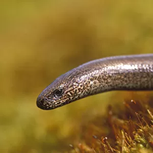 Worms Metal Print Collection: Slowworm