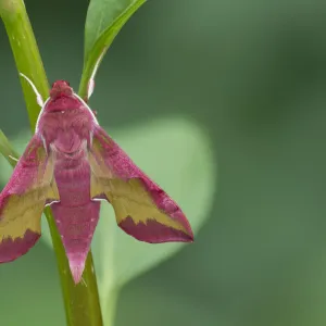 Small elephant hawk-moth (Deilephila porcellus) on stem. Captive, larvae collected previous year